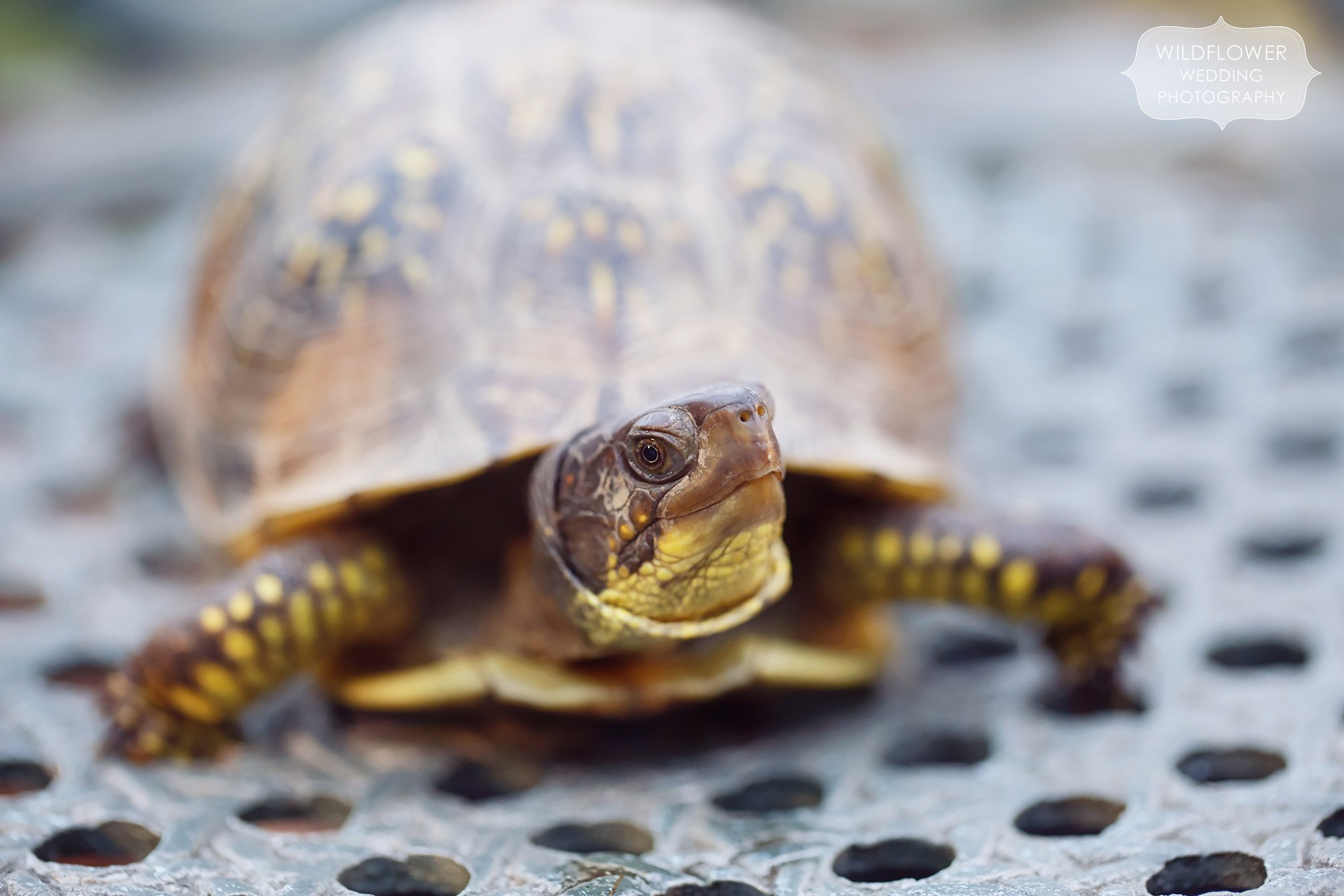 A box turtle was found at this backyard wedding reception in St. Louis.
