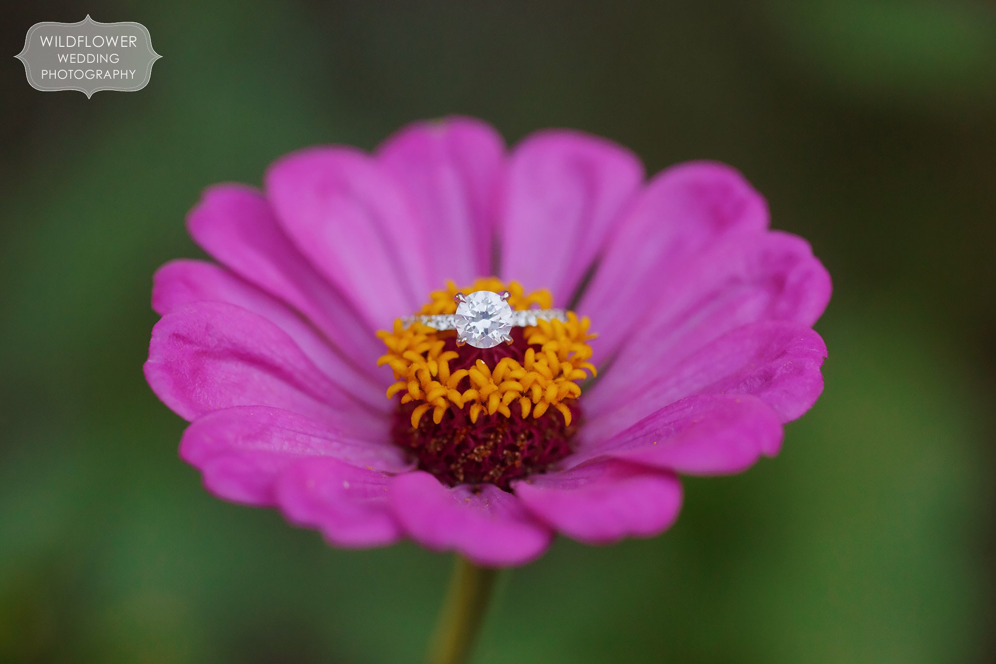 Engagement ring on a bright pink zinnia flower at this backyard wedding in St. Louis.