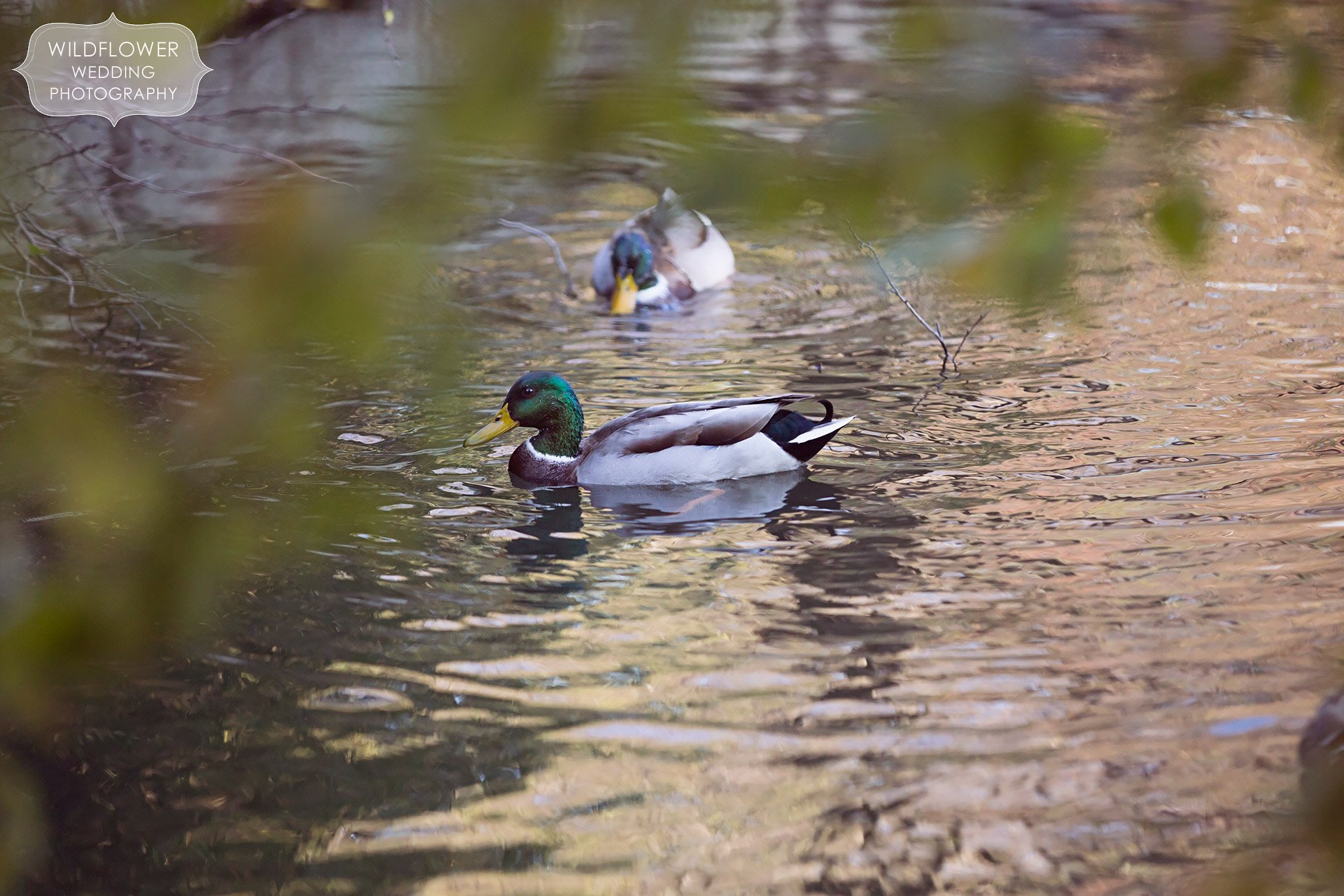 Nature inspired engagement photos with ducks in the pond at Loose Park.