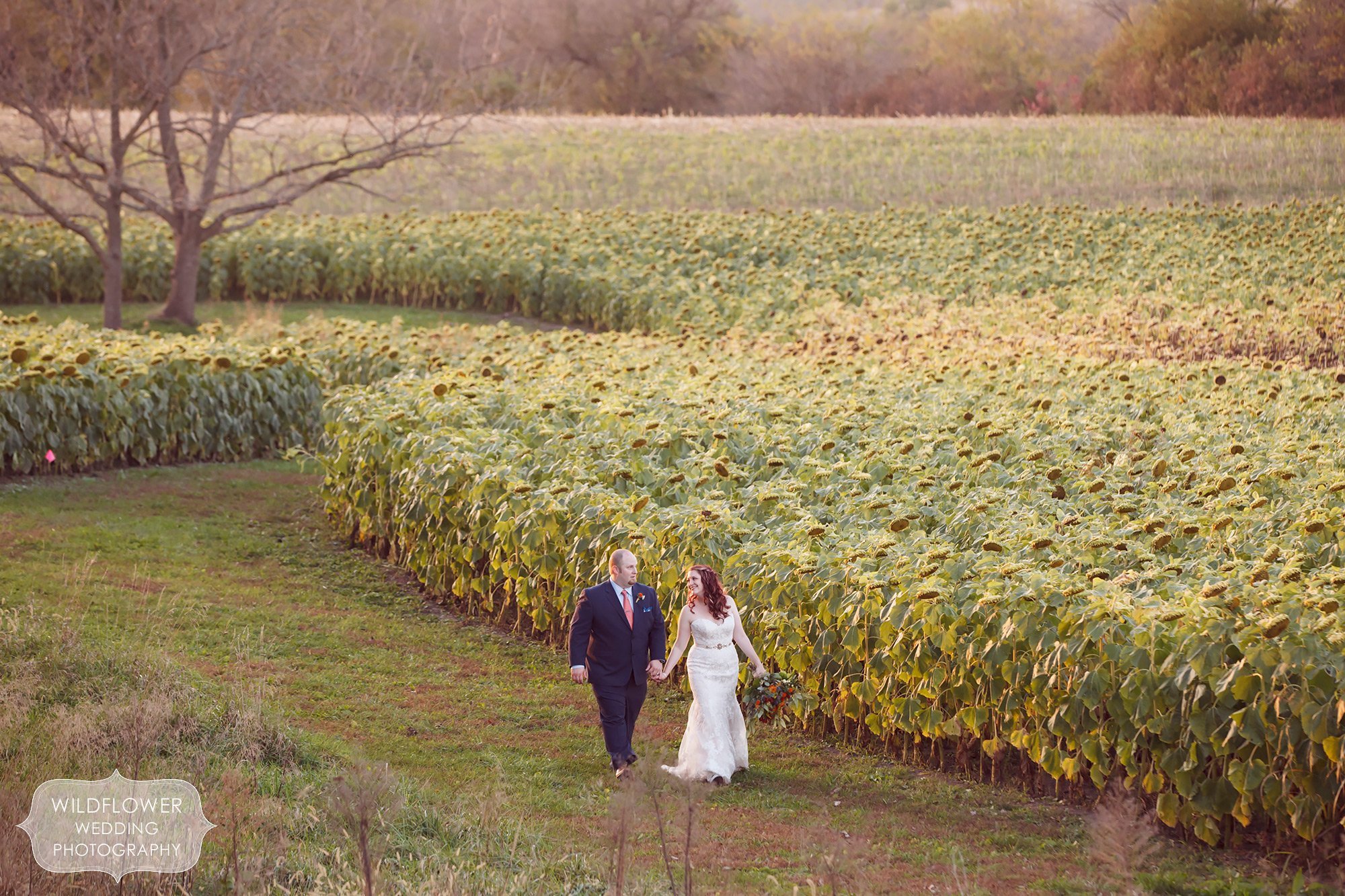 Bride and groom walk next to a field of sunflowers at the Schwinn Produce Farm in October.