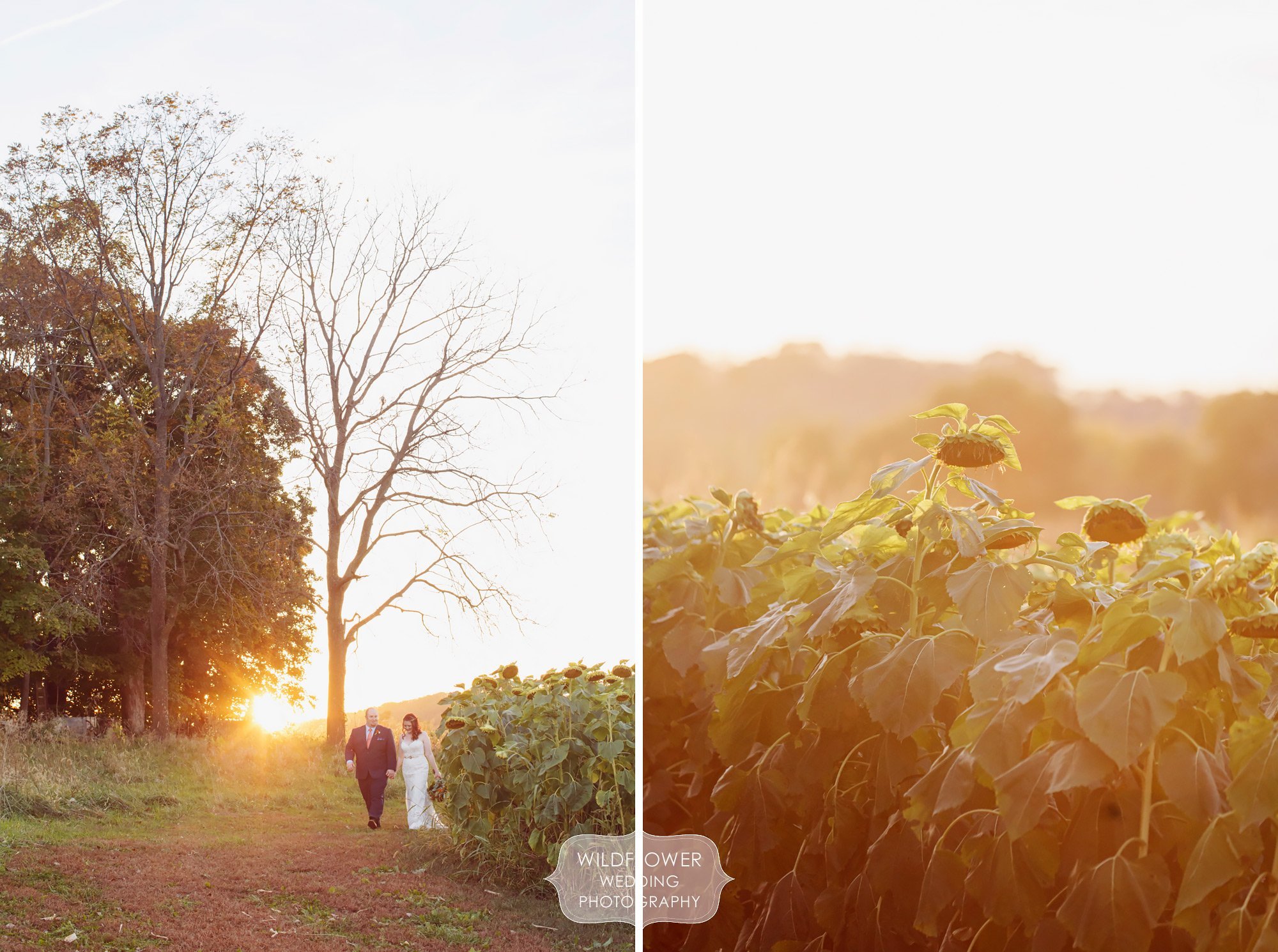 Photos of the bride and groom at sunset at the Schwinn Produce Farm venue.