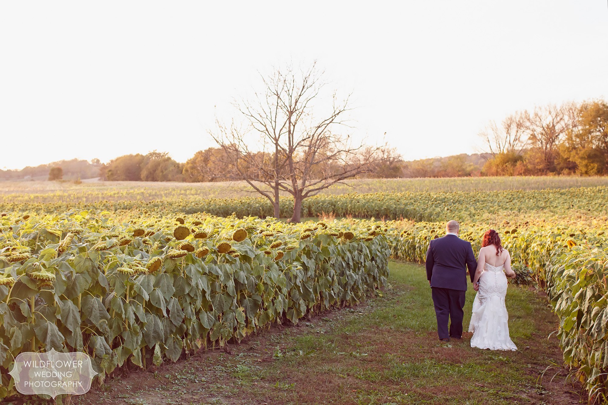 Bride and groom walk through a field of sunflowers after their Schwinn Produce Farm wedding in KS.