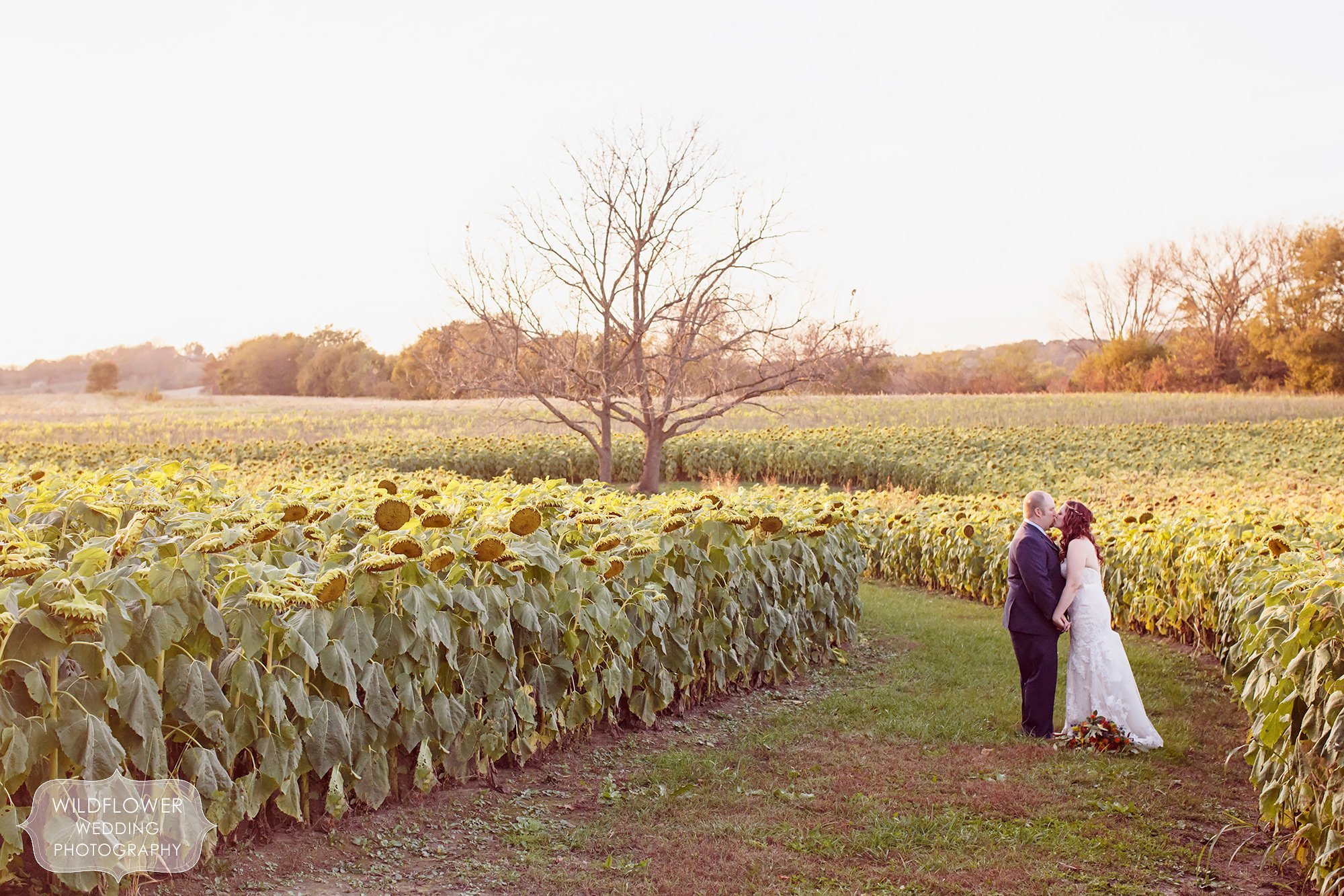 Anthropologie style wedding photography of bride and groom kissing in a field of sunflowers in October at the Schwinn Produce Farm.
