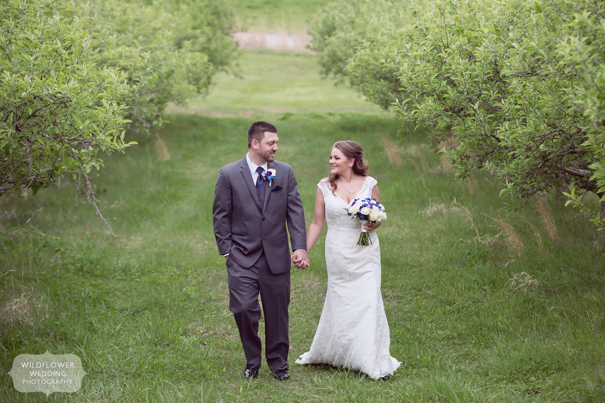 Bride and groom walk through the apple orchards at the Weston Red Barn Farm.