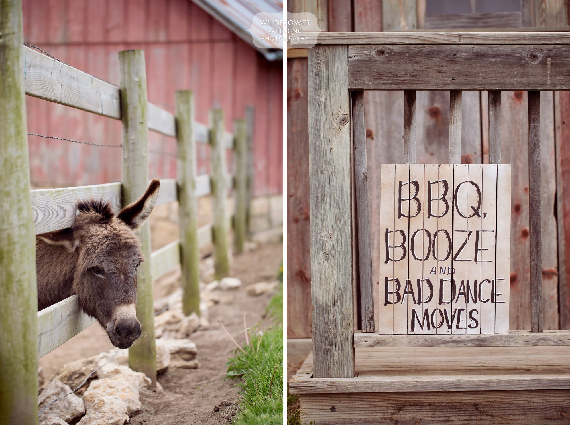 A donkey looks through the fence at the rustic Weston Red Barn Farm wedding venue in KC.