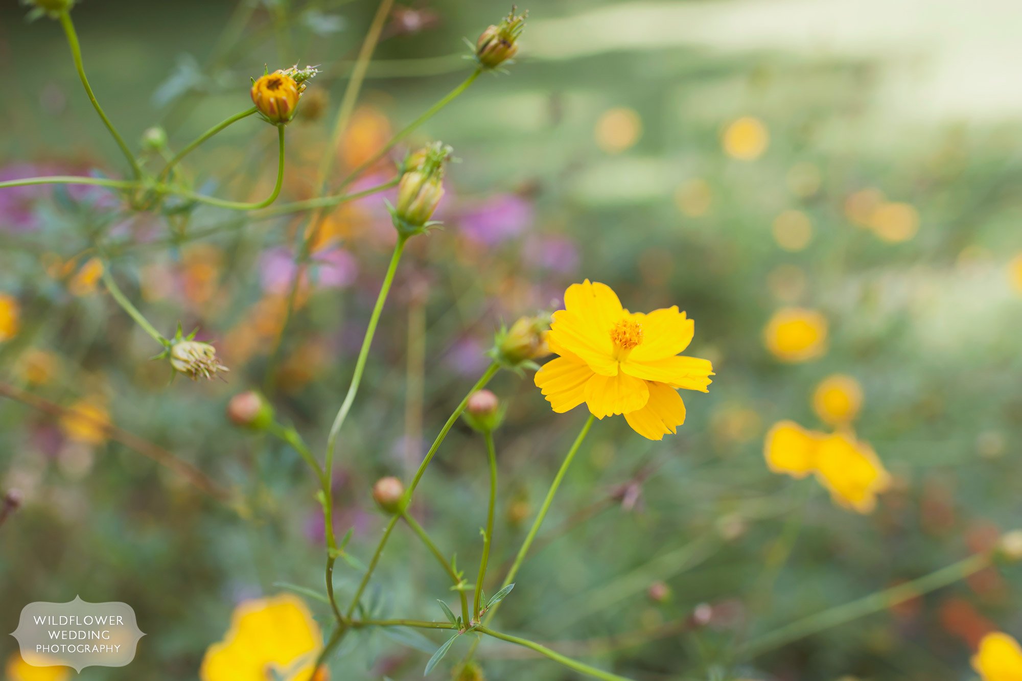 Nature photography of lanceleaf coreopsis flowers along the Katy Trail in Rocheport for an outdoor summer wedding.