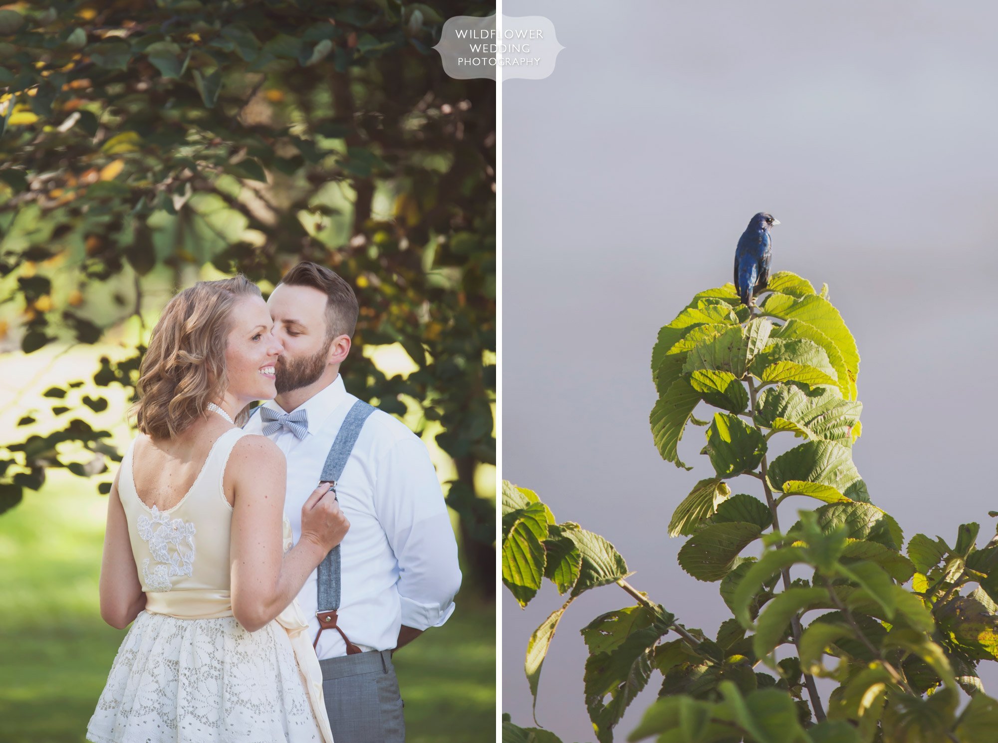 Nature wedding in Rocheport, MO with a blue grosbeak in the trees at the Les Bourgeois Winery.
