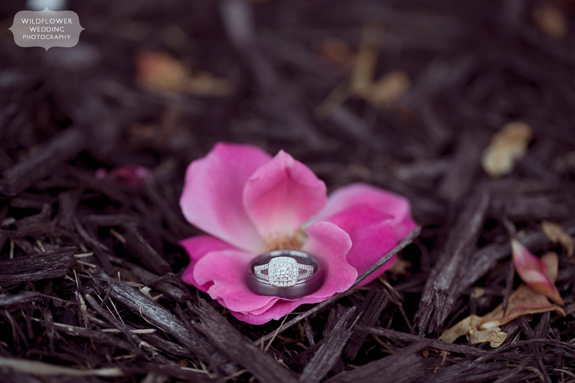 Wedding rings in a pink rose petals at the Jeff City Country Club in MO.