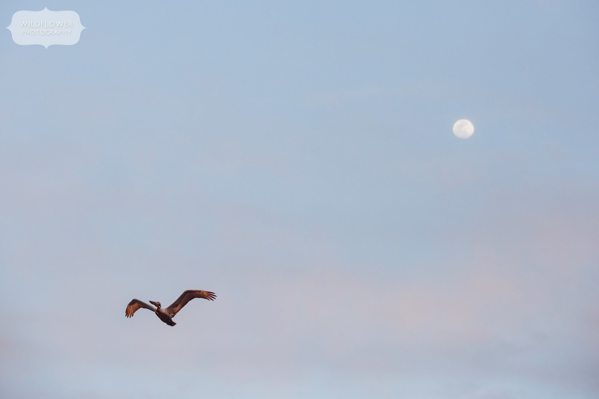 A brown pelican flies in front of a full moon on St. George Island in Florida.