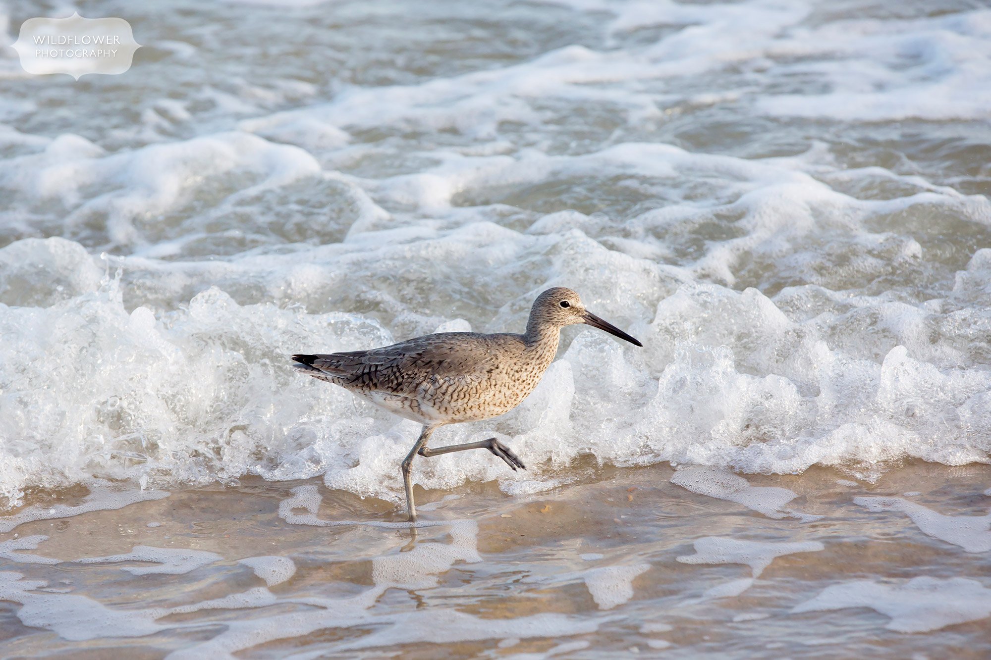The Willet shorebird walks along the surf at St. George Island in Eastopint, FL.