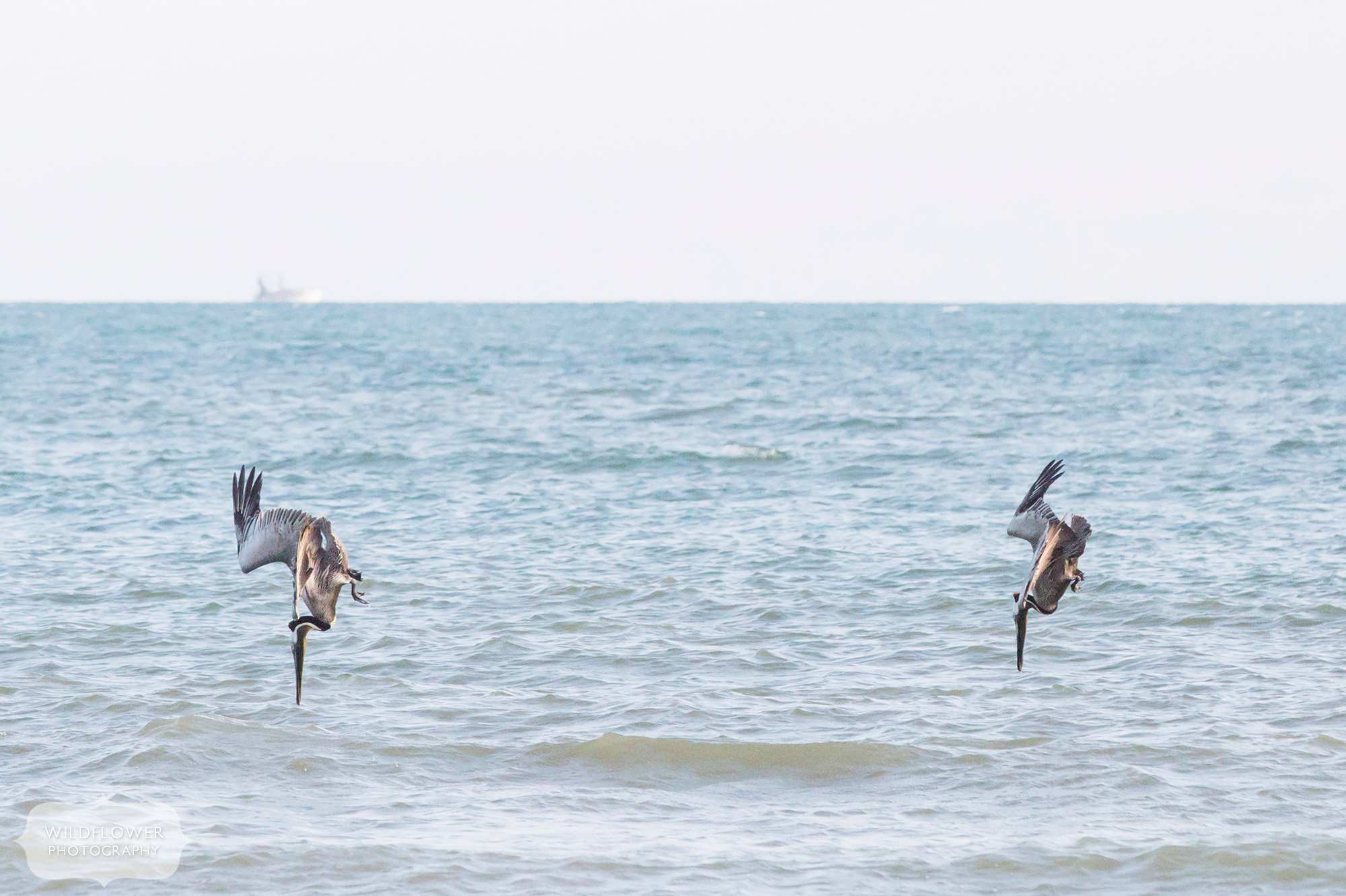 Two brown pelicans are in sync diving for fish on St. George Island.