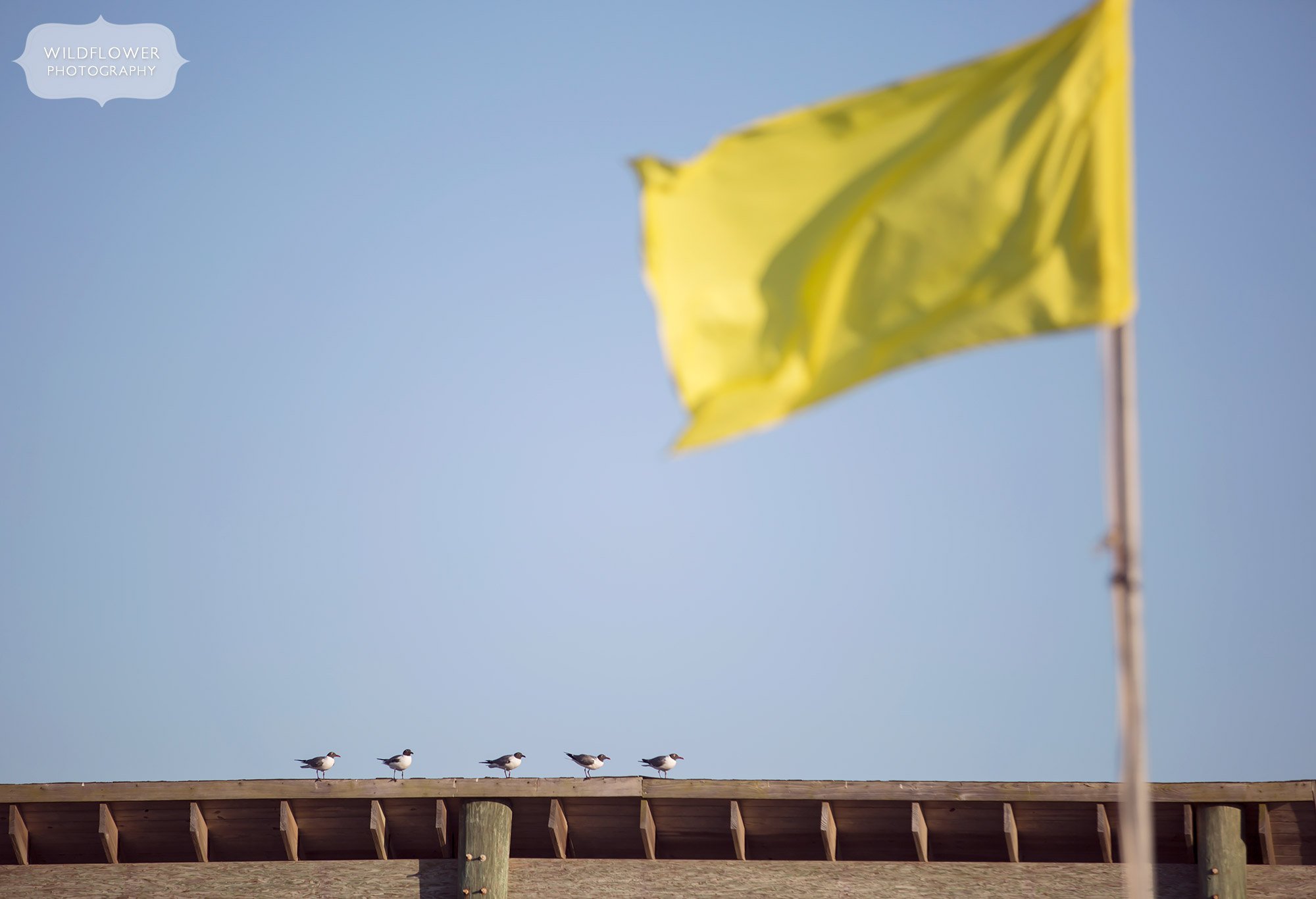 Gulls in a line with yellow beach warning flag on St. George Island.