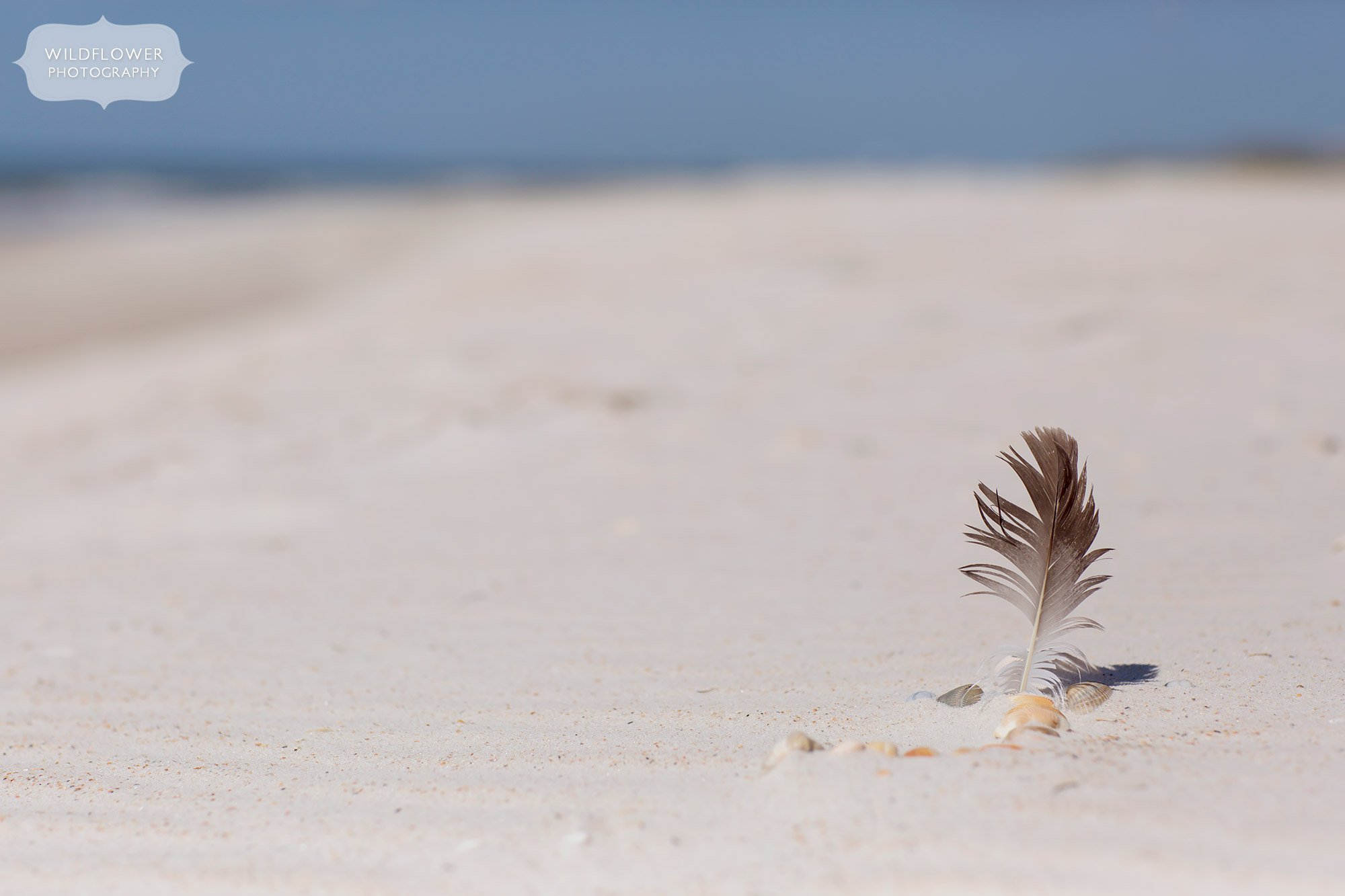 A gull feather sticks out of the sand with shells around it for this beach art on St. George Island, FL.