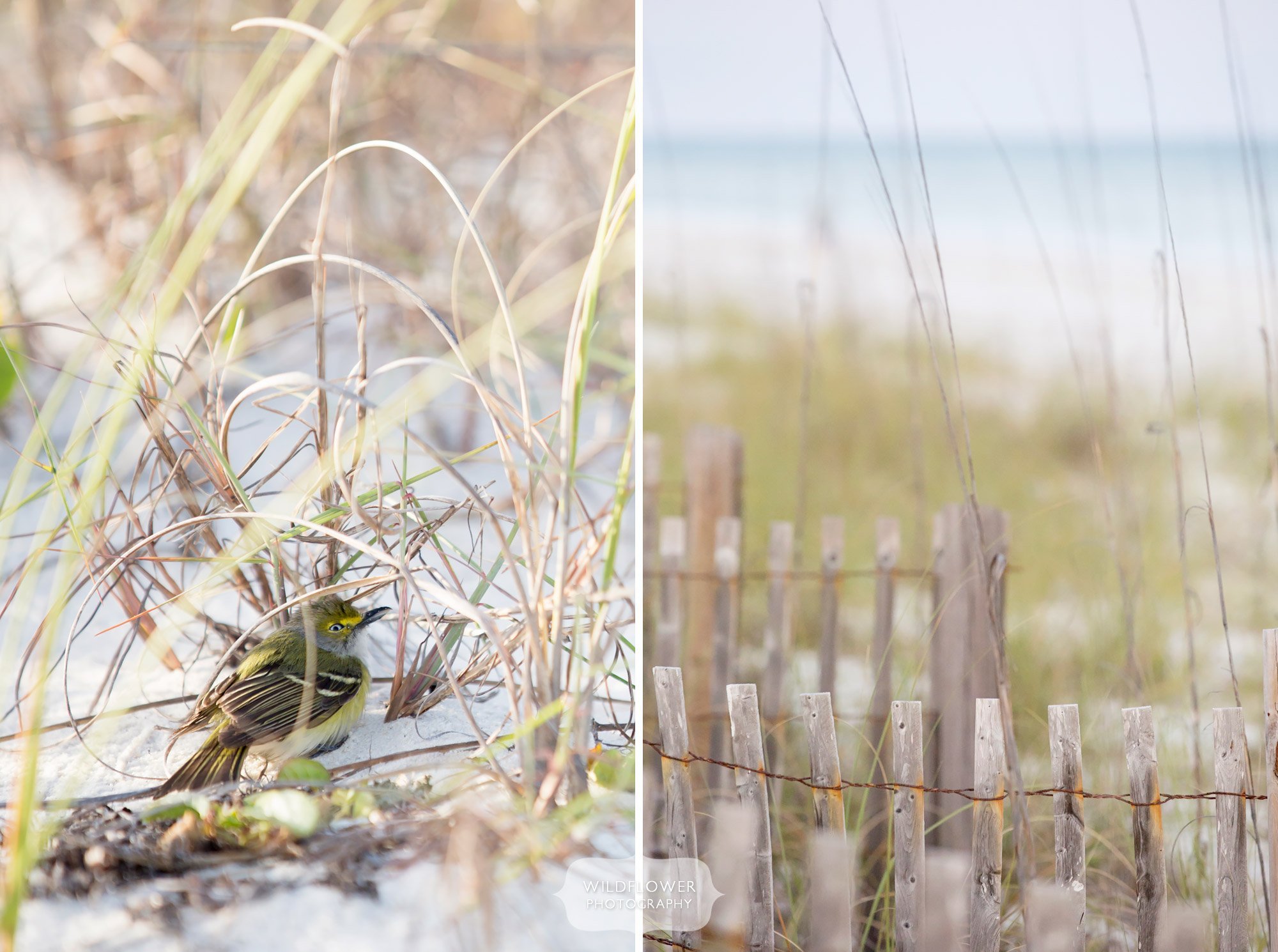 A white-eyed vireo hiding in beach grass on St. George Island in Eastpoint, FL.