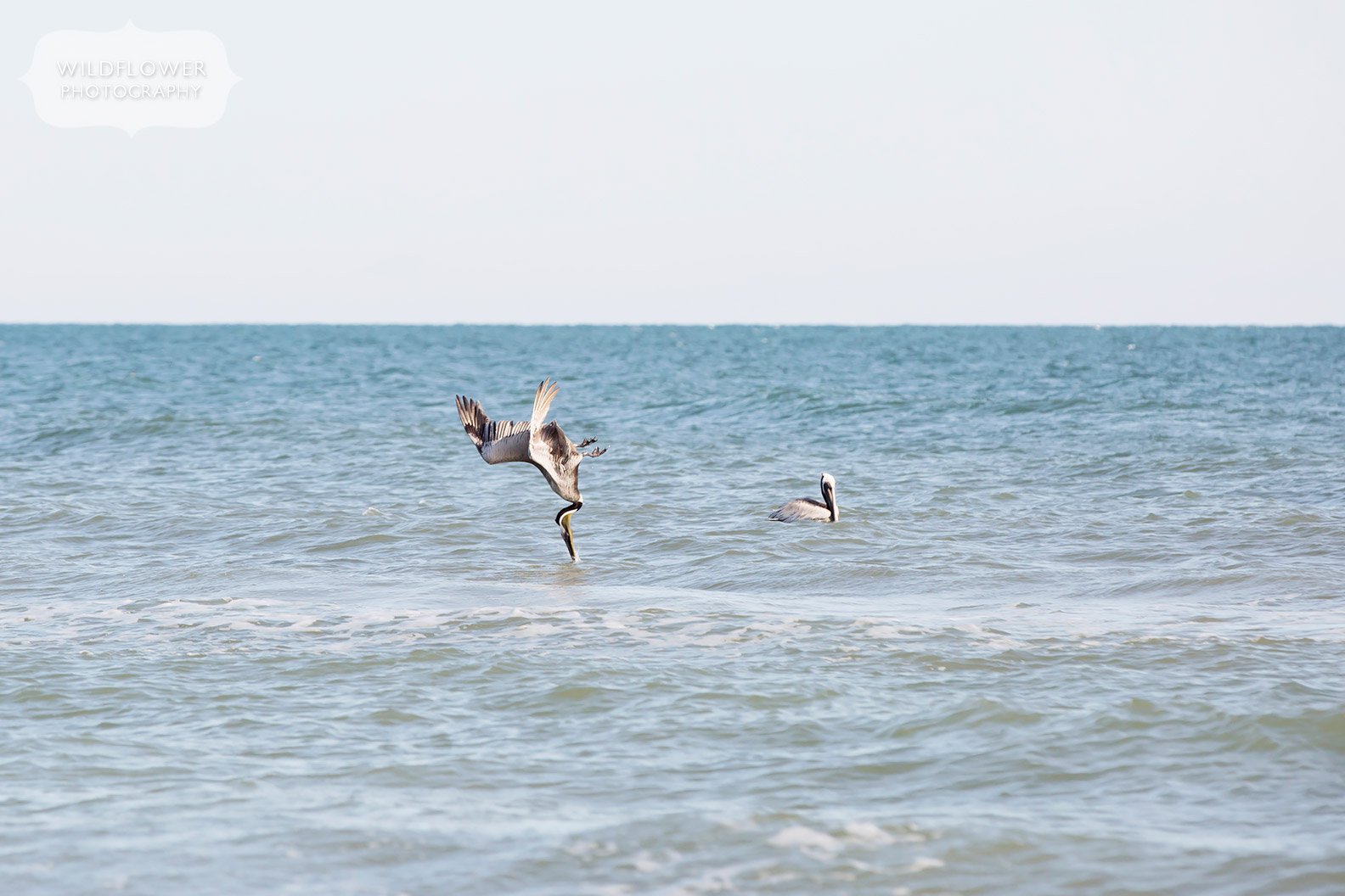 A brown pelican diving off St. George Island.
