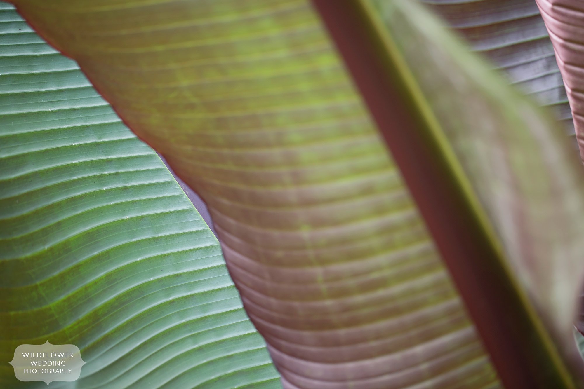 Detail of Canna leaves at Shelter Gardens during outdoor engagement photo session.