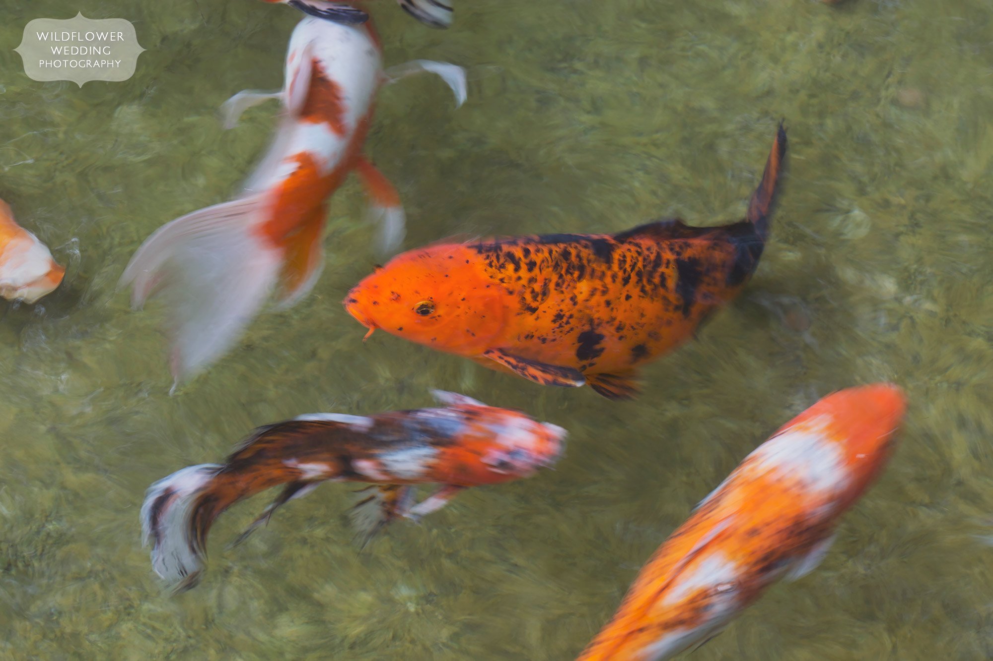 Koi fish swim during a mini-engagement session at Shelter Gardens.