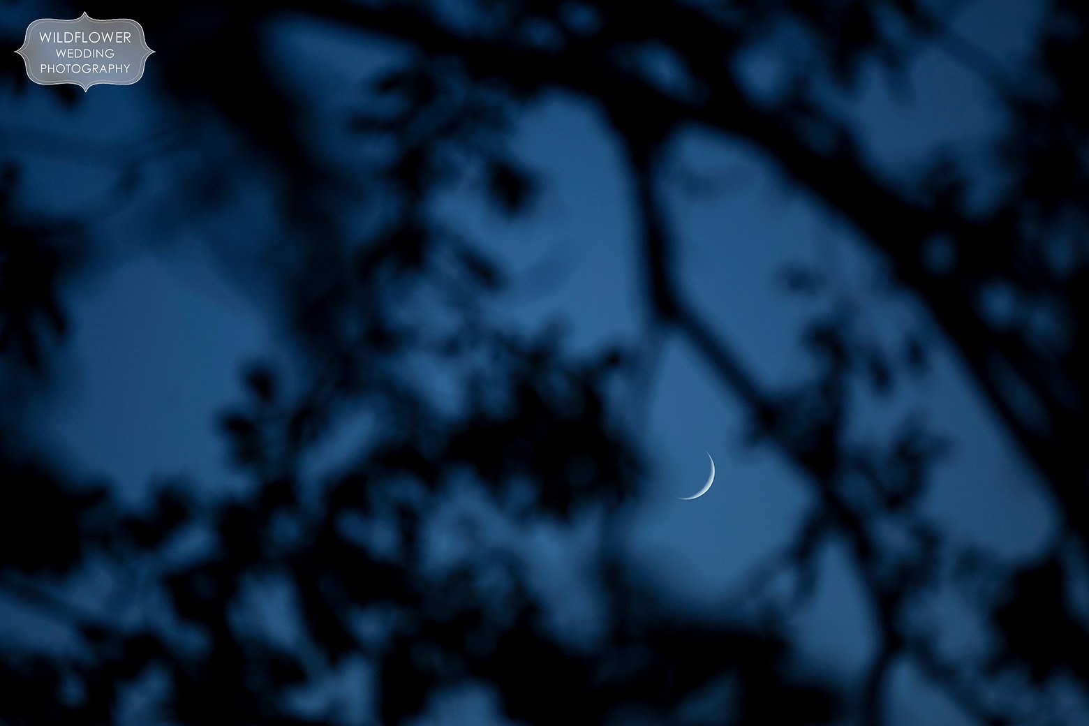 A crescent moon is seen through the trees during twilight at this mid-MO country engagement session.