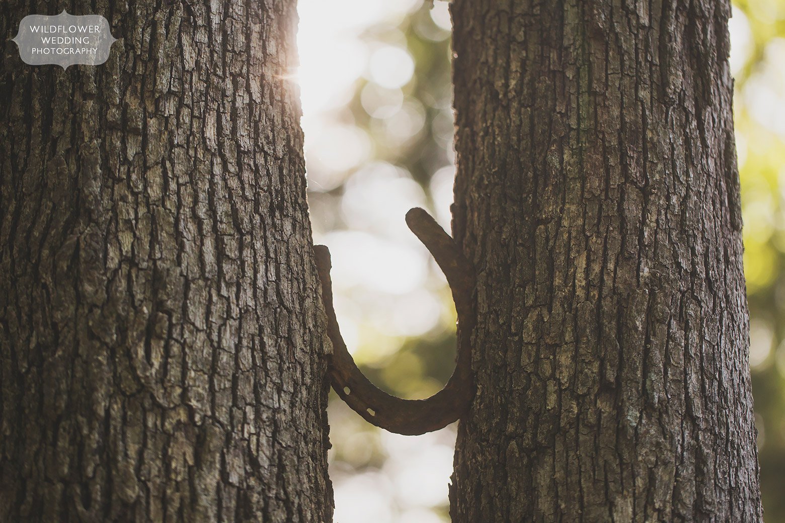 A horseshoe is caught between two trees during this rural Missouri farm photo session.