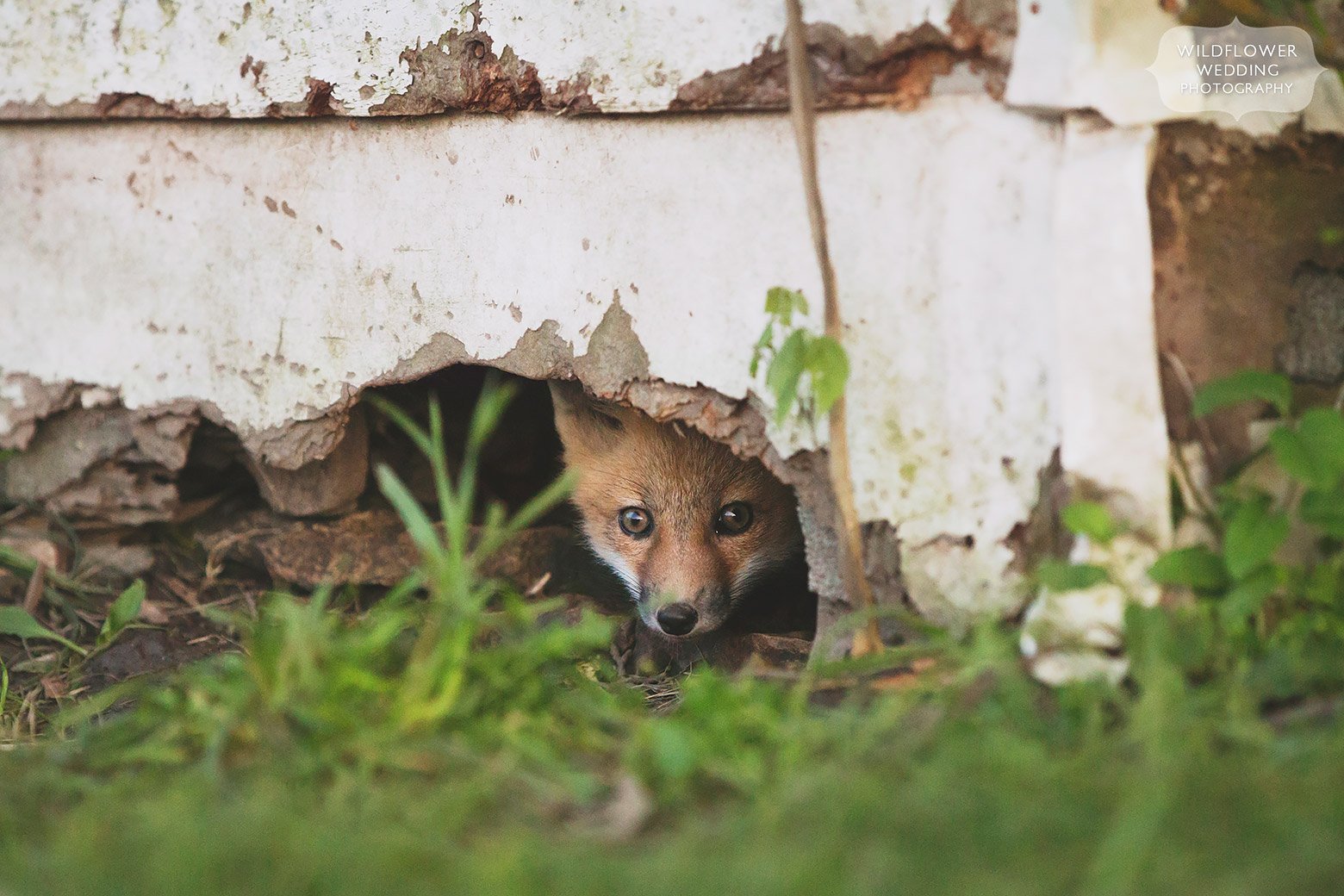 Red fox peeks it's head out from under an abandoned house before our farm engagement session in mid-MO.