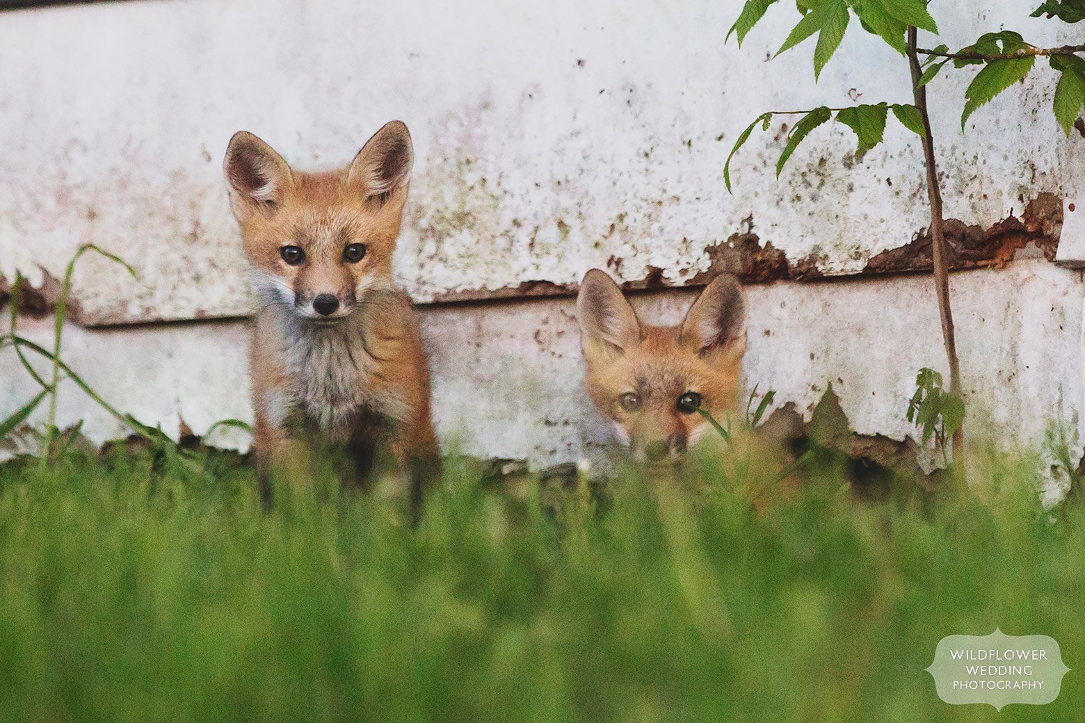 Two red fox kits come out from under their abandoned house burrow in mid-MO.
