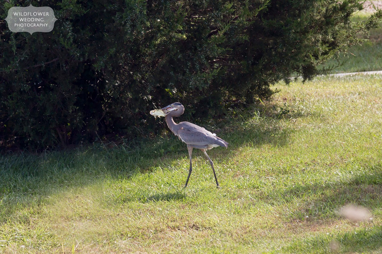 Great Blue Heron with fish in it's mouth in Missouri.