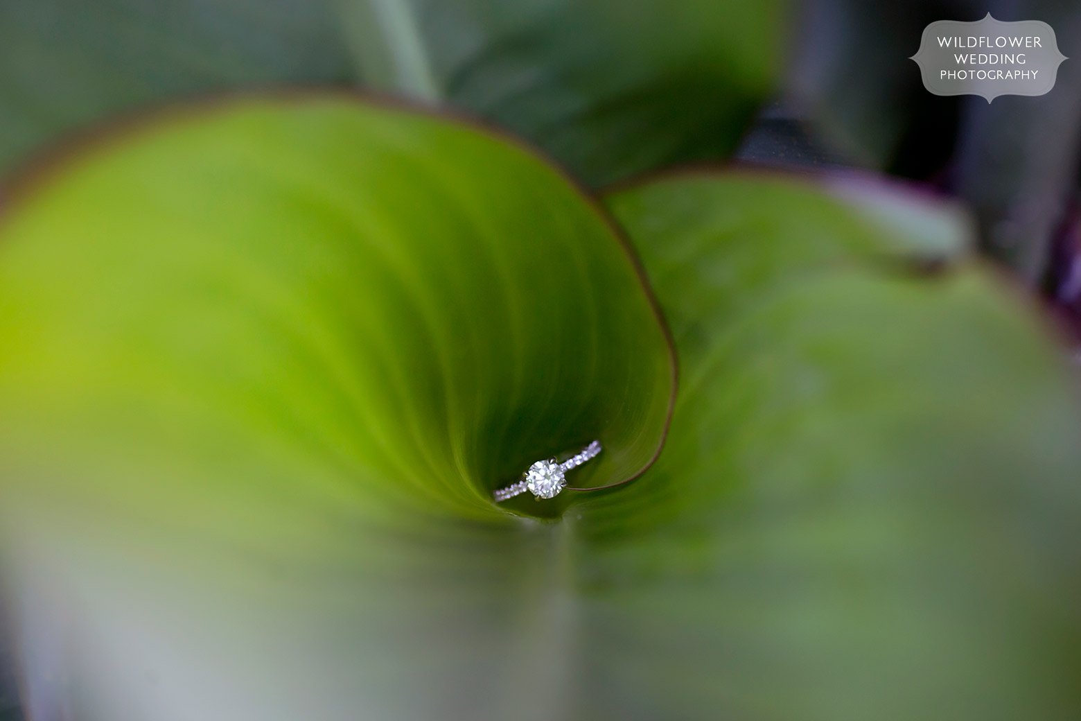 Artistic wedding photography of engagement ring on cana leaves.