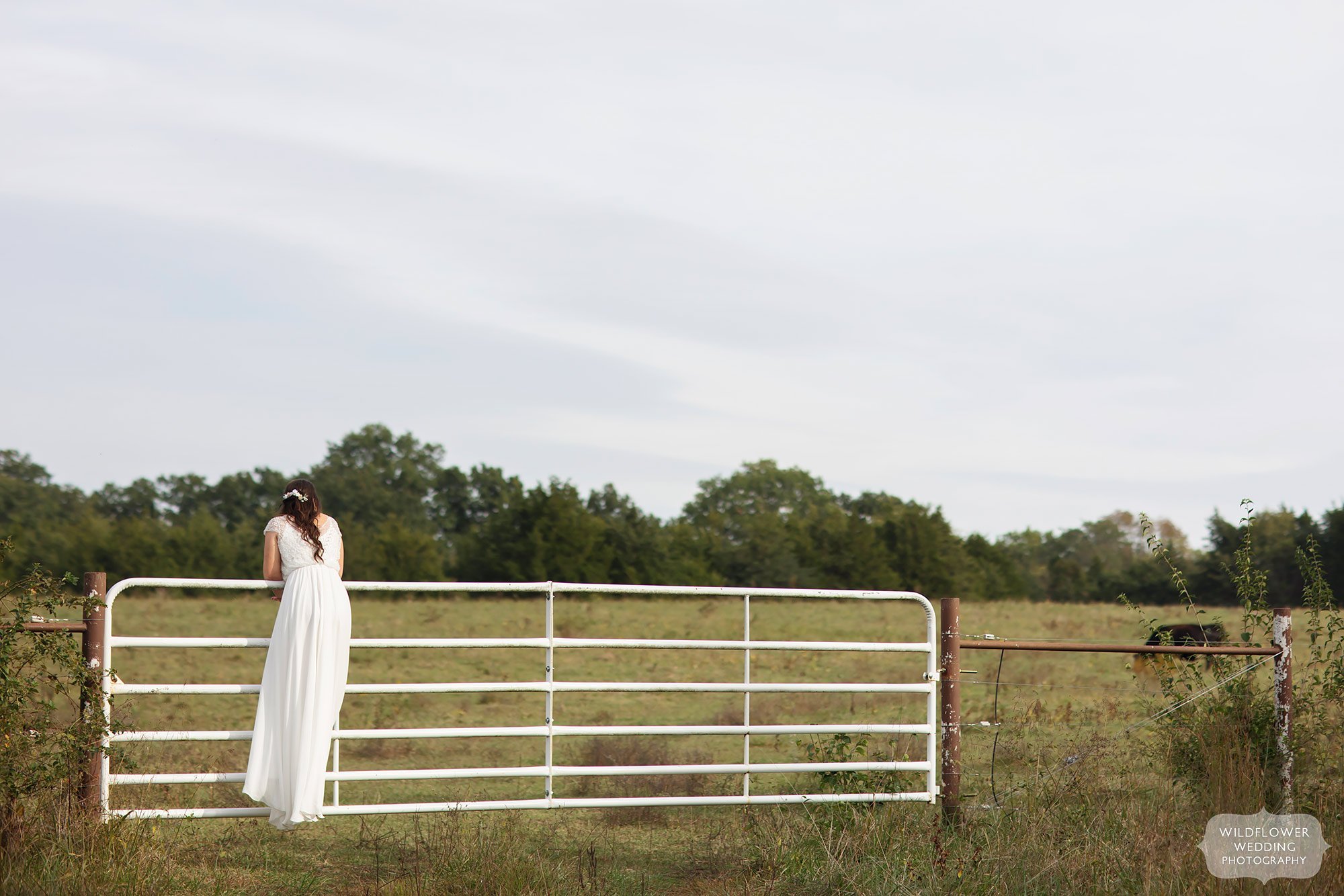 Bride stands on farm gate looking at cows in field.